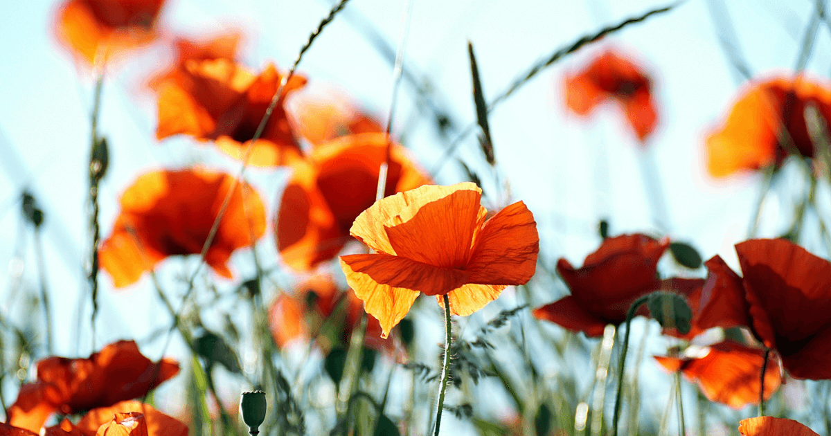 What Documents Do You Need for a Marriage-Based Green Card?